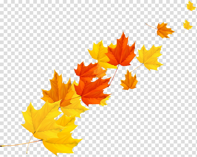 Autumn Maple, Maple Leaf, Autumn Leaf Color, Yellow, Tree, Plant, Orange, Black Maple transparent background PNG clipart