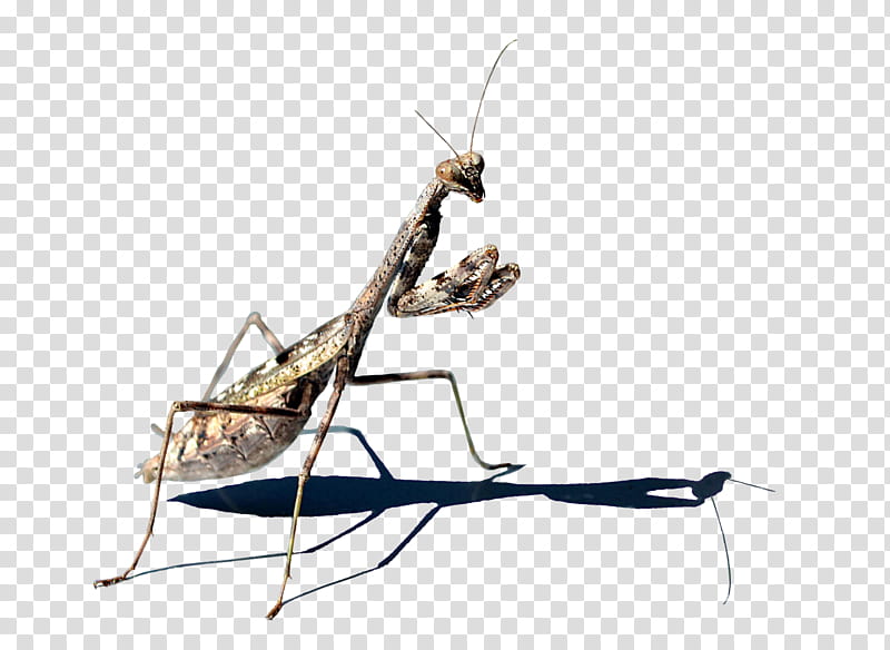 Praying Mantis  ClearCut, brown frying mantis transparent background PNG clipart