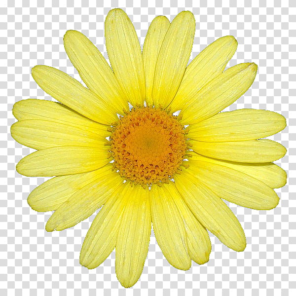 Sunflower, Head And Neck Cancer, Yellow, Oxeye Daisy, Daisy Family, Gerbera, Petal, Marguerite Daisy transparent background PNG clipart