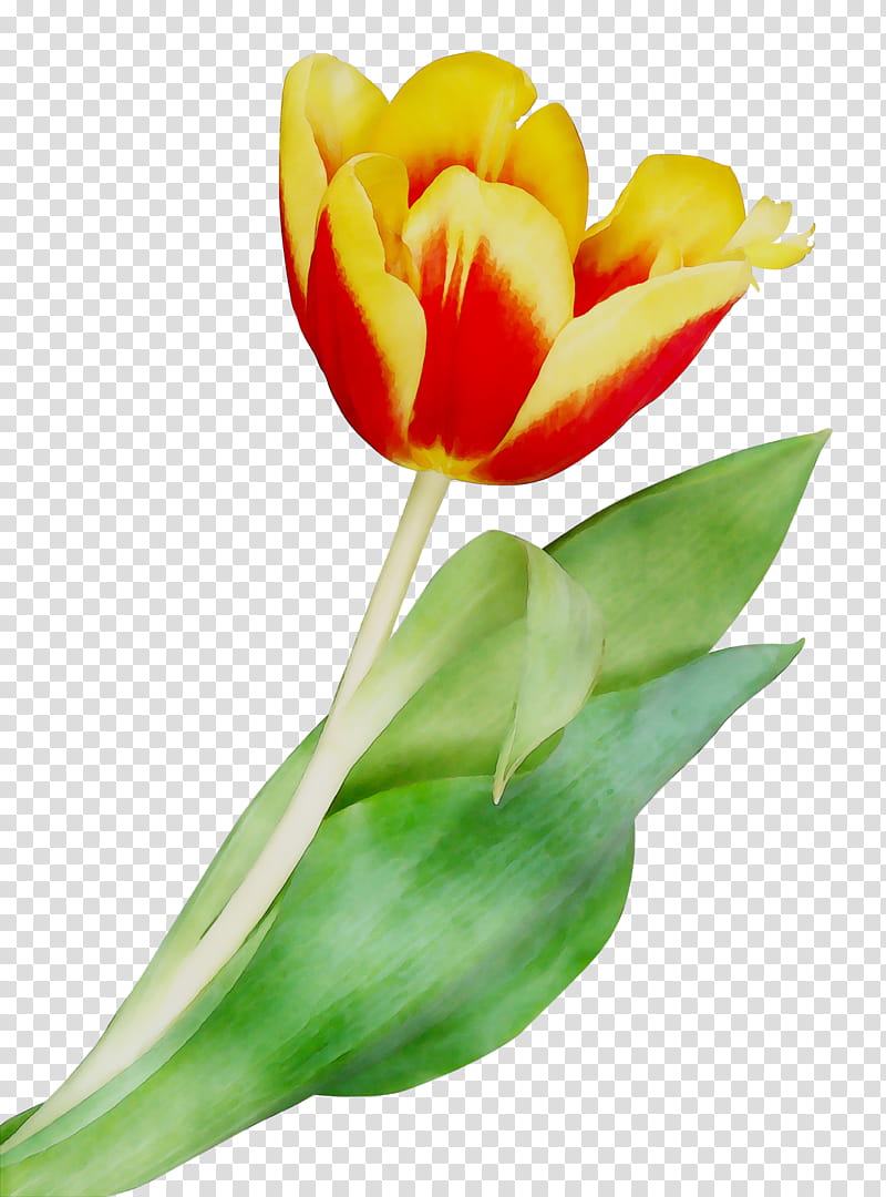 Lily Flower, Tulip, Cut Flowers, Plant Stem, Bud, Petal, Orange Sa, Plants transparent background PNG clipart