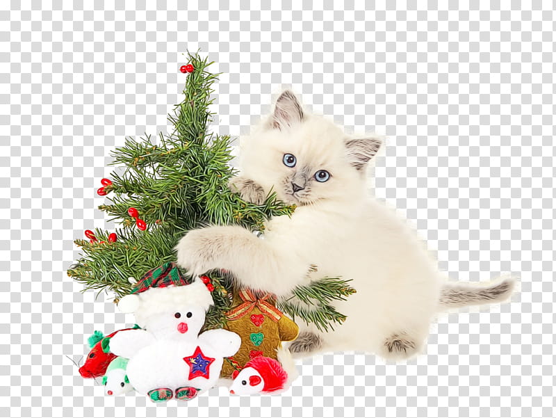Christmas tree, Watercolor, Paint, Wet Ink, Cat, Small To Mediumsized Cats, Ragdoll, Kitten transparent background PNG clipart