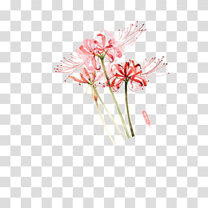 Spider Flower Transparent Background Png Cliparts Free Download Hiclipart