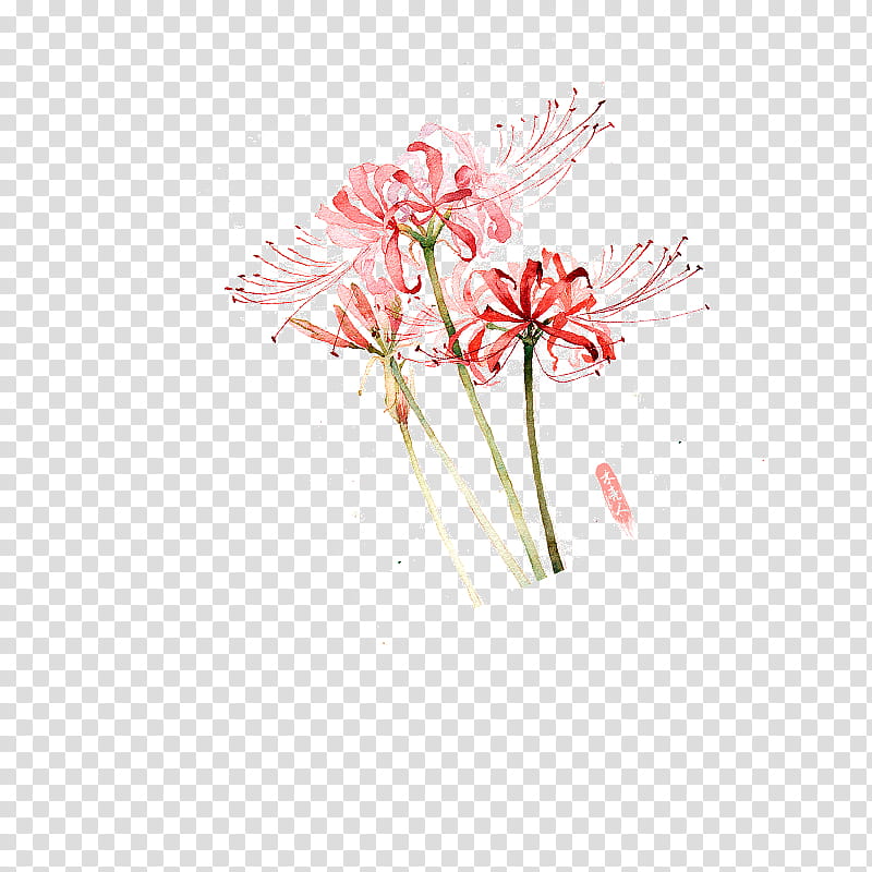Lily Flower, Red Spider Lily, Floral Design, Plants, Painting, Cut Flowers, Petal, Plant Stem transparent background PNG clipart