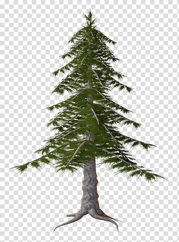 Christmas Black And White, Spruce, Fir, Temperate Coniferous Forest, Tree, Pine, Conifers, Sprucefir Forests transparent background PNG clipart