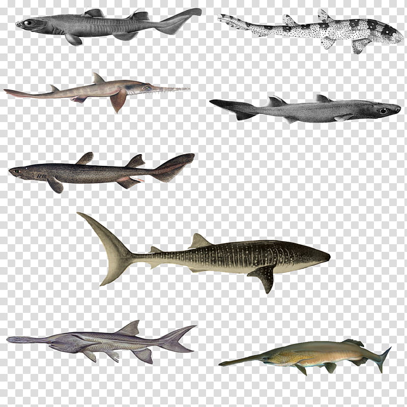 Variety of Big Fish transparent background PNG clipart
