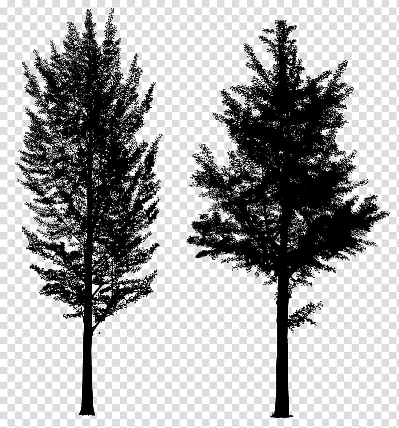Christmas Black And White, Spruce, Fence, Tree, Concrete, Larch, Fir, Guard Rail transparent background PNG clipart