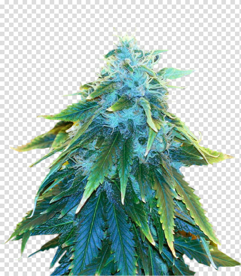 Cannabis Plant, Cannabis Sativa, Marijuana, Seed, Cannabis Cultivation, Cultivar, Blossom, Crop Yield transparent background PNG clipart