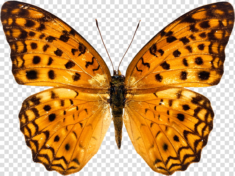 Monarch Butterfly, Moths And Butterflies, Cynthia Subgenus, Insect, Dark Green Fritillary, Argynnis, Brushfooted Butterfly, Silverwashed Fritillary transparent background PNG clipart