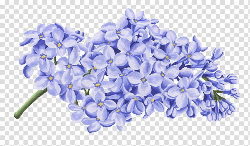 Flowers, Blue, Petal, Cut Flowers, Color, Plants, Hyacinth, Black transparent background PNG clipart