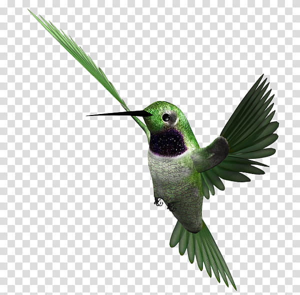 Swallow Bird, Eurasian Magpie, Flight, Feather, Bird Flight, Blackbilled Magpie, Wing, Animal transparent background PNG clipart