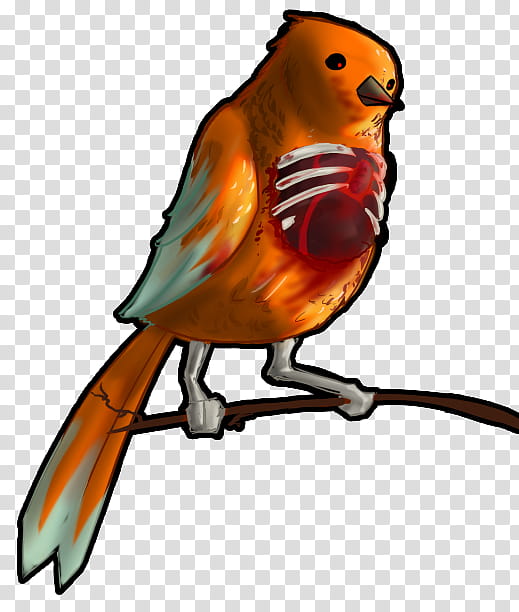 Robin Bird, Macaw, European Robin, Zombie, Drawing, Monster, Domestic Canary, Beak transparent background PNG clipart
