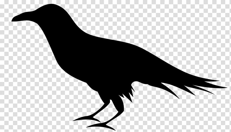 Bird Silhouette, Common Raven, Baltimore Ravens, Crow, Crows, Beak, Crowlike Bird transparent background PNG clipart