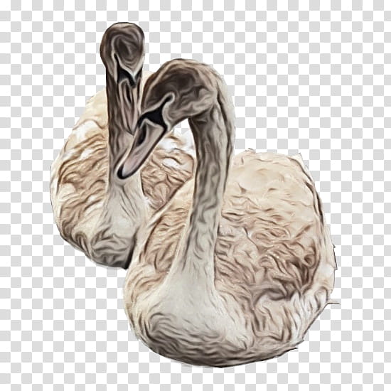 swan bird water bird ducks, geese and swans waterfowl, Watercolor, Paint, Wet Ink, Ducks Geese And Swans, Neck, Wildlife, Beak transparent background PNG clipart