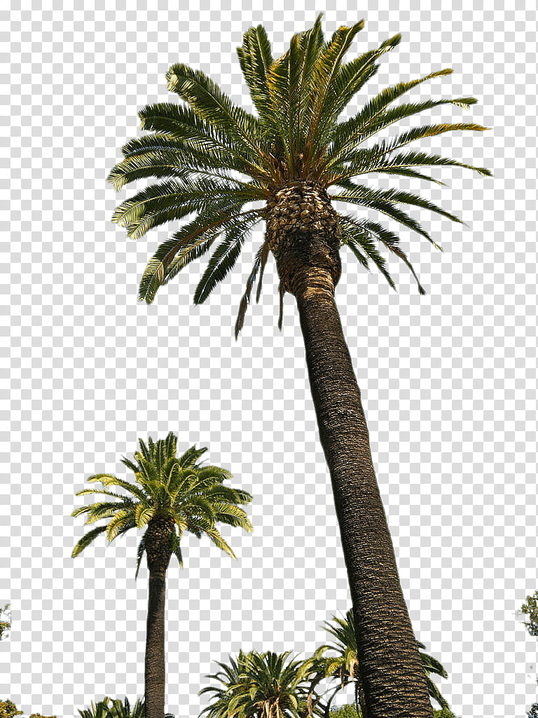 Date Tree Leaf, Palm Trees, Date Palm, Web Design, Plants, Desert Palm, Arecales, Vegetation transparent background PNG clipart