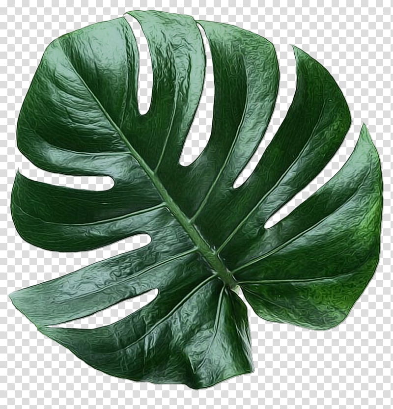 Green Leaf, Monstera Deliciosa, Plant, Anthurium, Flower, Alismatales, Arum Family, Arrowroot Family transparent background PNG clipart
