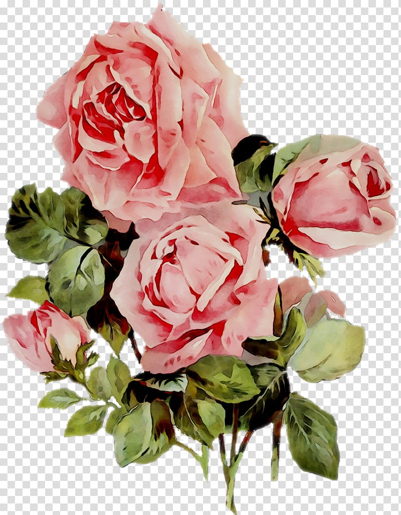 Watercolor Pink Flowers, Cabbage Rose, Garden Roses, Flower Garden, Cut Flowers, Still Life Pink Roses, Flores De Corte, Rose Family transparent background PNG clipart