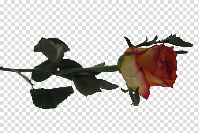 Roses , red and green petaled rose transparent background PNG clipart