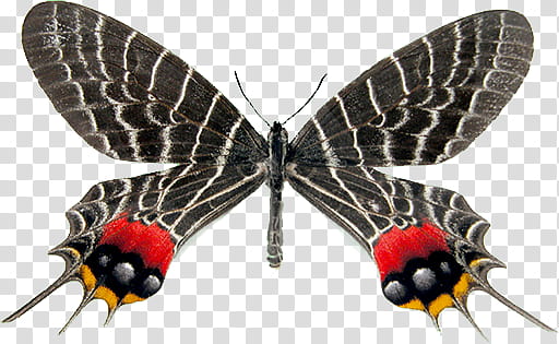 Mac Icons Butterflies Set , Bhutan Glory Swallowtail, Bhutanitis lidderdali transparent background PNG clipart