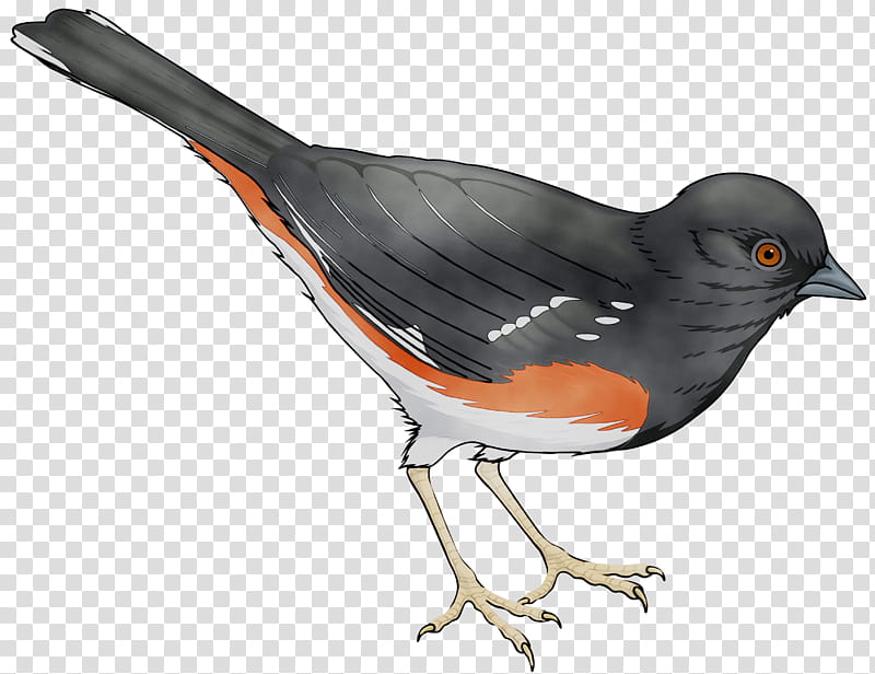 Robin Bird, Homing Pigeon, Pigeons And Doves, Passerine, Towhee, Common Raven, Beak, Great Egret transparent background PNG clipart