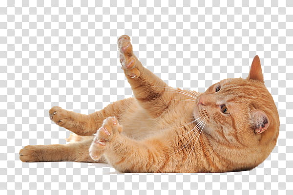High Quality  Cats , lying orange tab transparent background PNG clipart