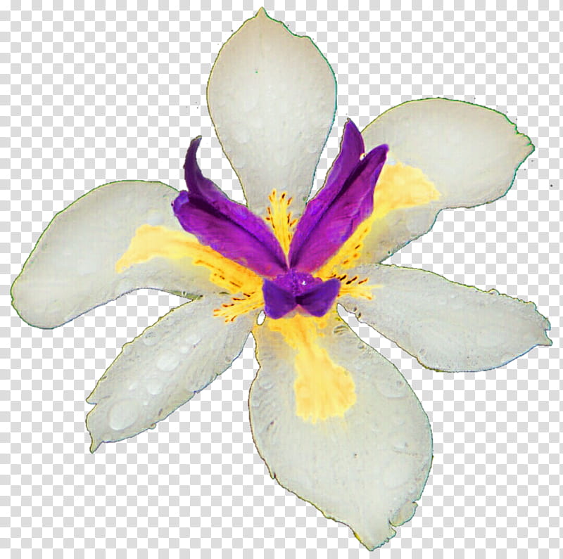 Wild White Iris  transparent background PNG clipart