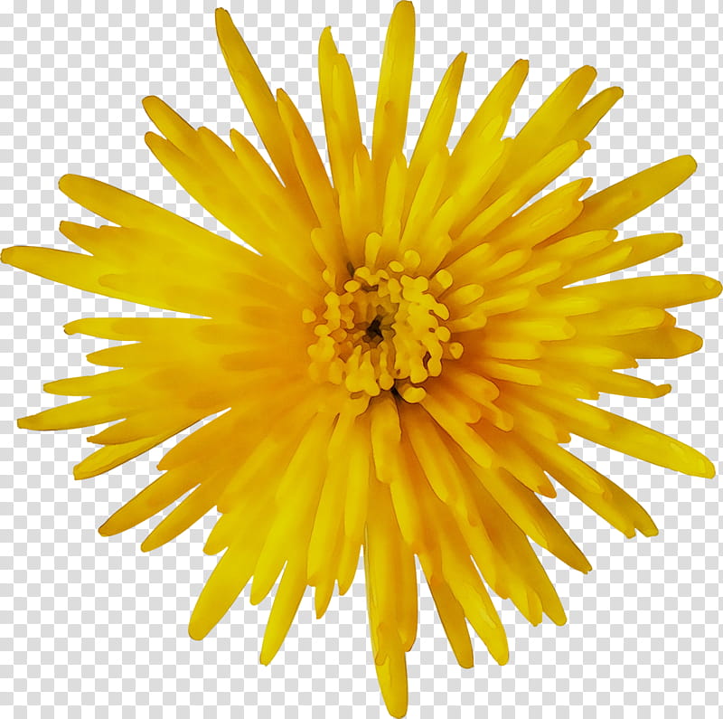 Family Symbol, Flower, Sunflower, Dandelion, Yellow, Plant, Sow Thistles, English Marigold transparent background PNG clipart