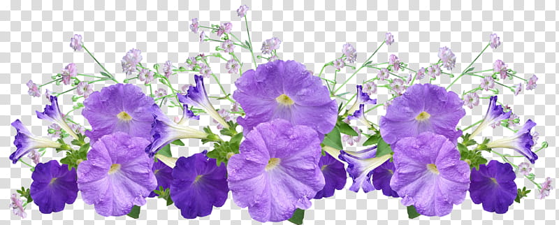 Flowers, Petunia, Garden, Sticker, 2018, Plants, Idea, Blue transparent background PNG clipart