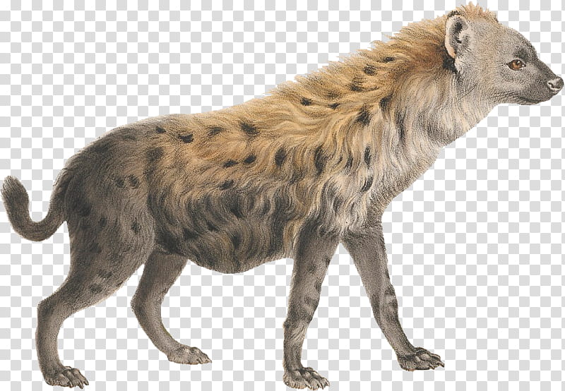 Lion King, Hyena, Striped Hyena, Kamari, Spotted Hyena, Drawing, Wildlife, Viverridae transparent background PNG clipart
