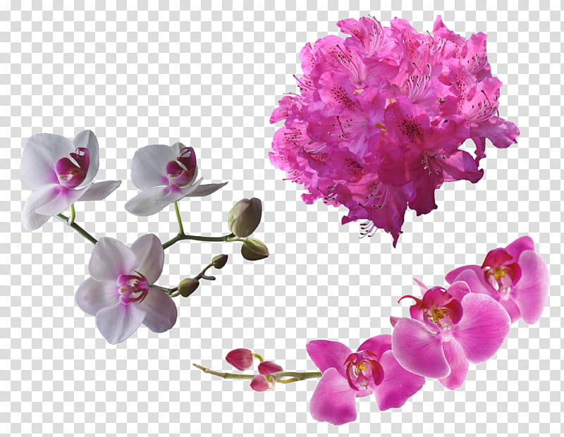 Flowers, pink and white Phalaenopsis orchids and Rhododendron flowers transparent background PNG clipart