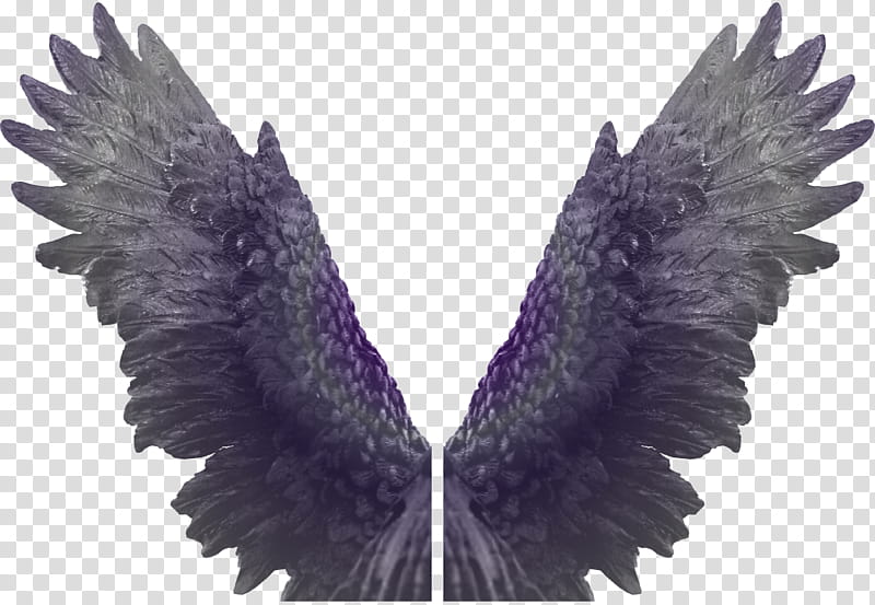 Eagle Angel Wings Zip , gray-and-purple wings illustration transparent background PNG clipart