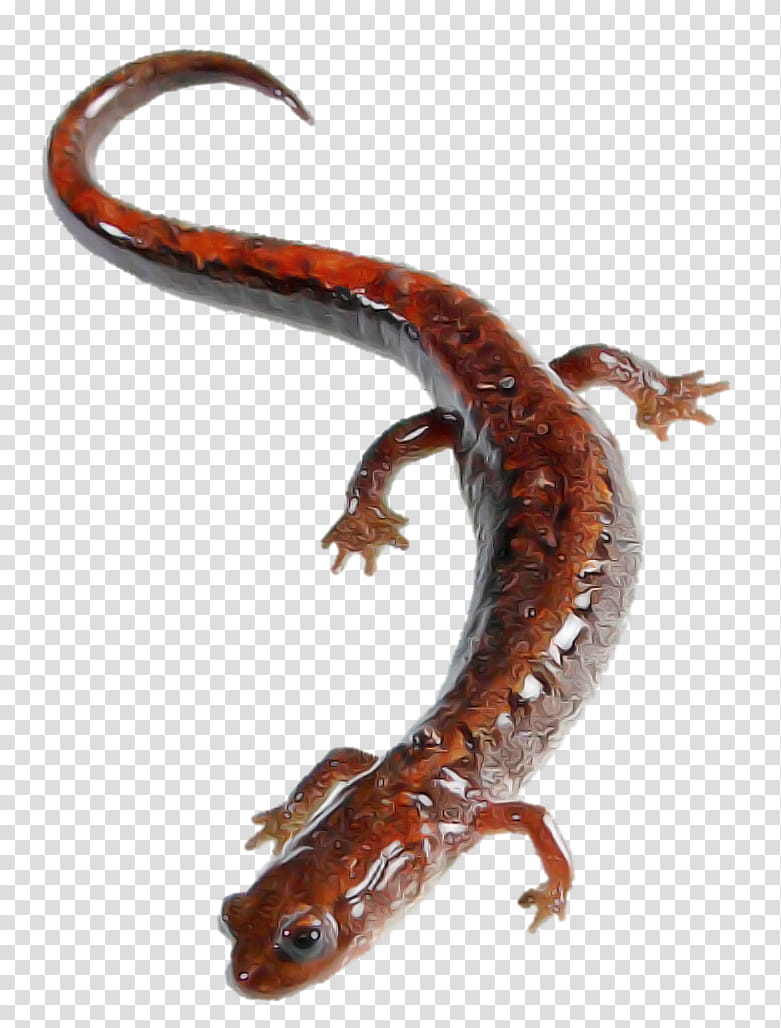 lungless salamander woodland salamander climbing salamander reptile smooth newt, Spring Salamander, True Salamanders And Newts, Lizard transparent background PNG clipart