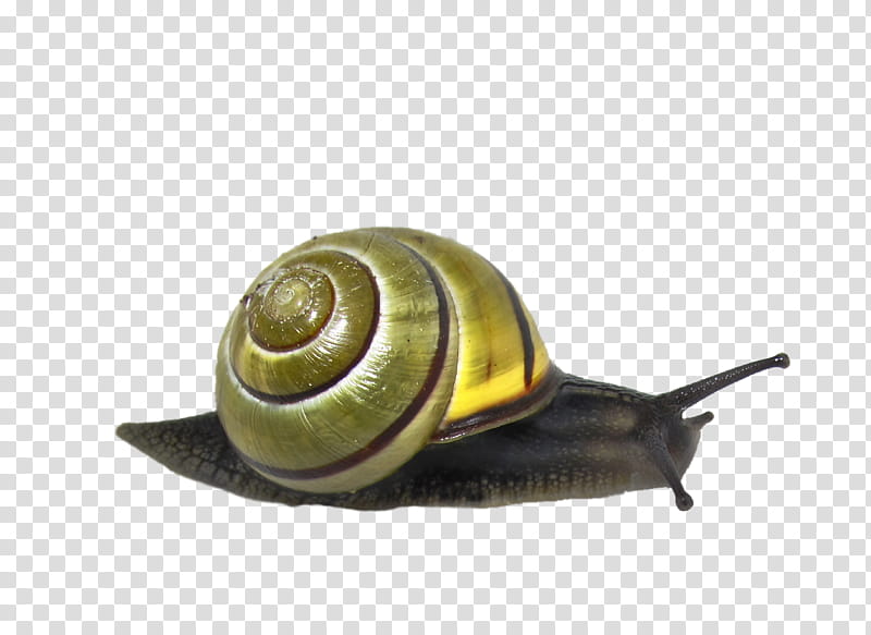 Snail, green snail transparent background PNG clipart