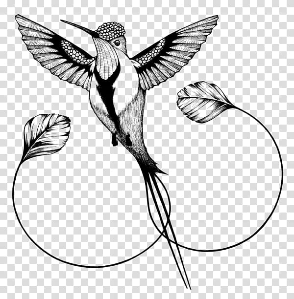 Hummingbird, Rufous Hummingbird, Line Art, Wing, Beak, European Swallow, Coloring Book, Rubythroated Hummingbird transparent background PNG clipart