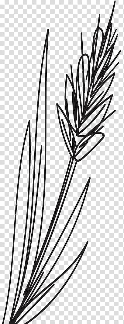 Black And White Flower, Twig, Plant Stem, Black White M, Leaf, Line, Commodity, Grasses transparent background PNG clipart