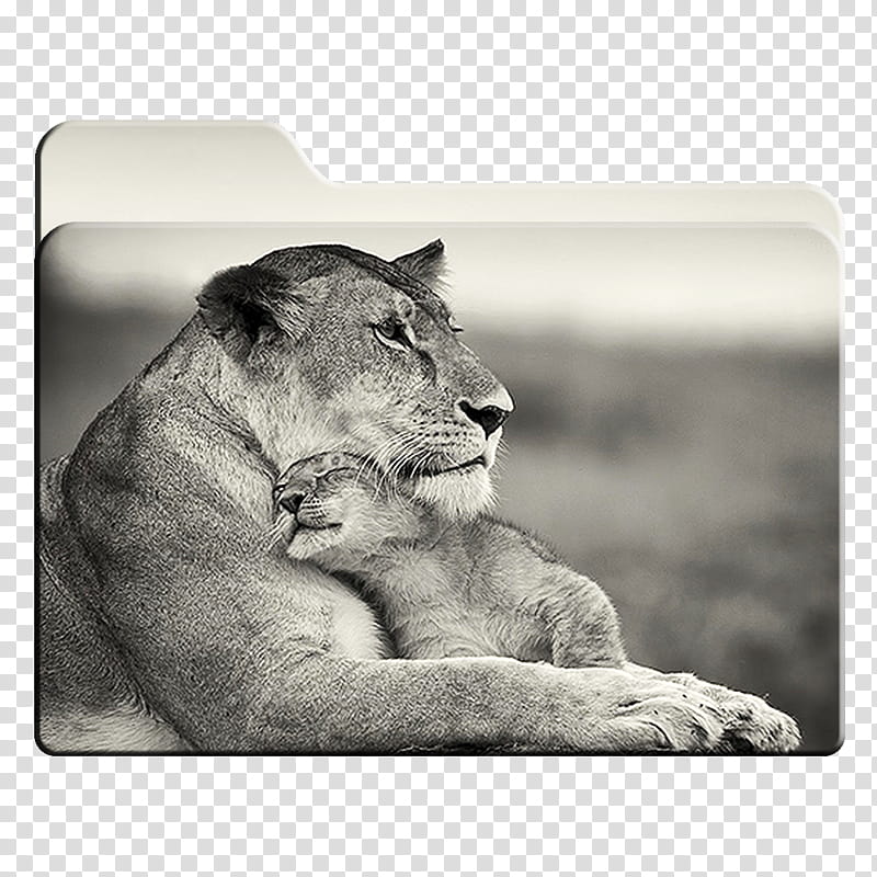 Big Cats HD Folder Icons Mac Only , . The Queen And Her Cub transparent background PNG clipart