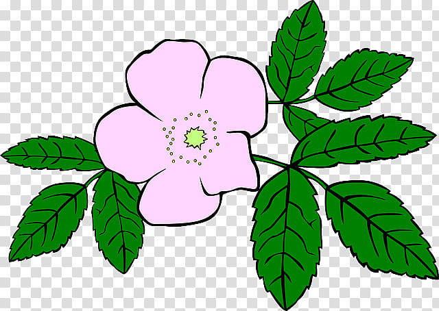 Compass Rose Drawing, Prickly Wild Rose, Watercolor Painting, Line Art, Flower, Leaf, Plant, Petal transparent background PNG clipart