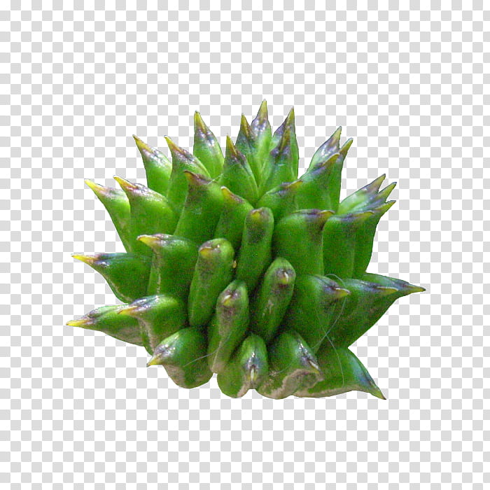 Spiky Ball, green plant transparent background PNG clipart