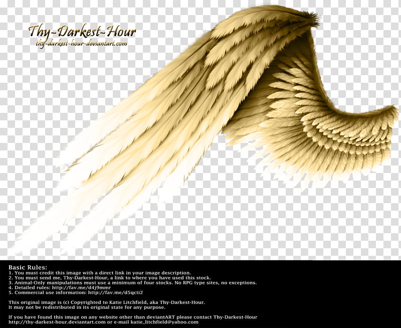 Contrast Wing Golden, Thy-Darkest-Hour logo transparent background PNG clipart