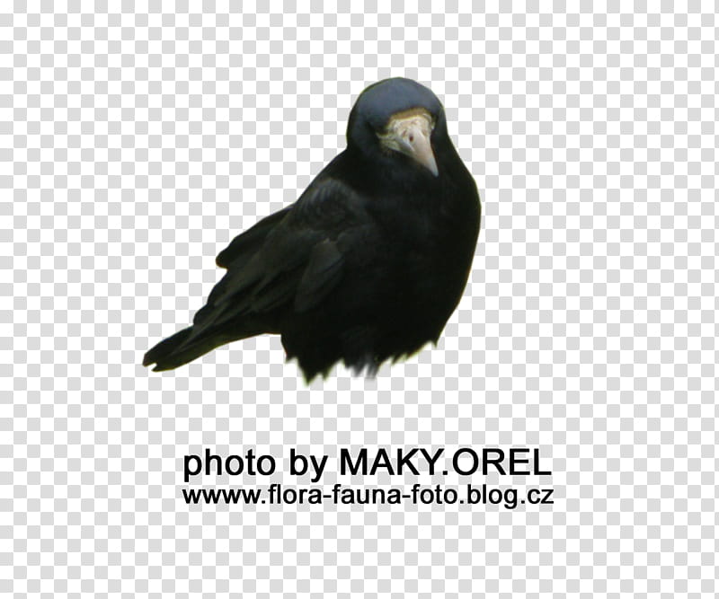 SET Black rook, standing crow illustration transparent background PNG clipart