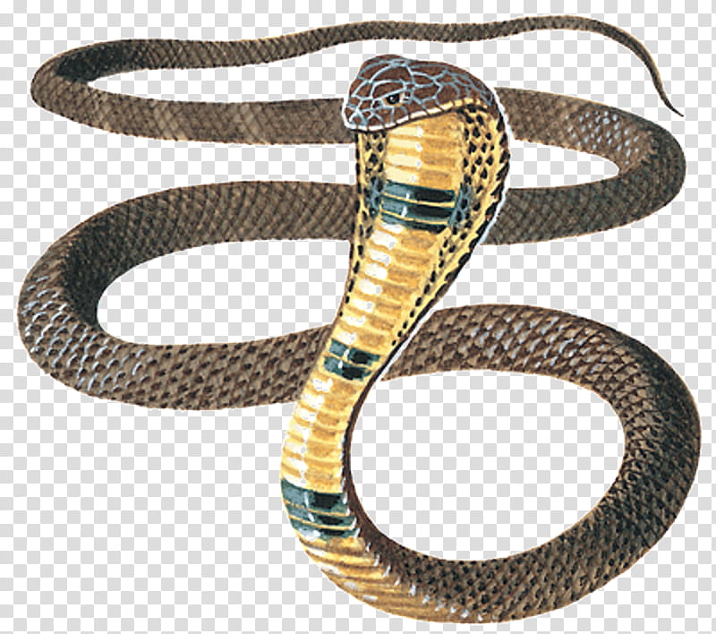 Snake, Snakes, Reptile, King Cobra, Venomous Snake, Indian Cobra, Drawing, Child transparent background PNG clipart