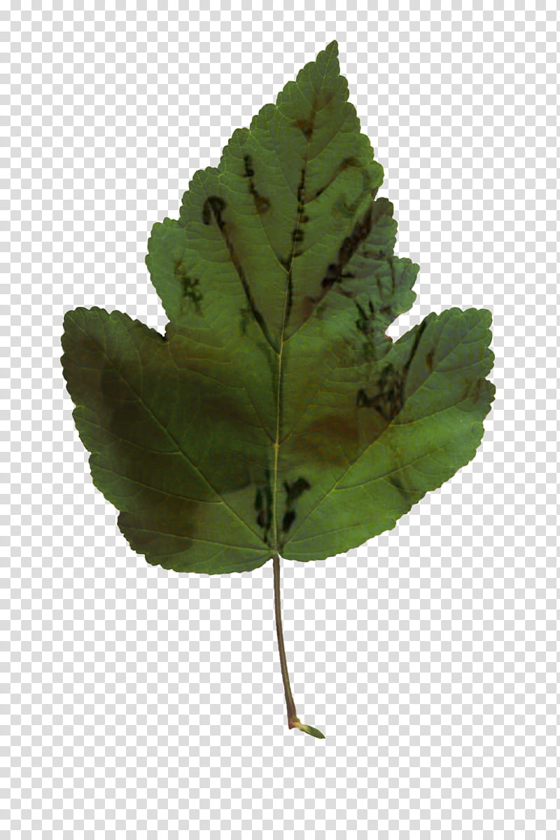 Green Leaf, Plant Stem, Tree, Plants, Flower, Plane, Beech transparent background PNG clipart