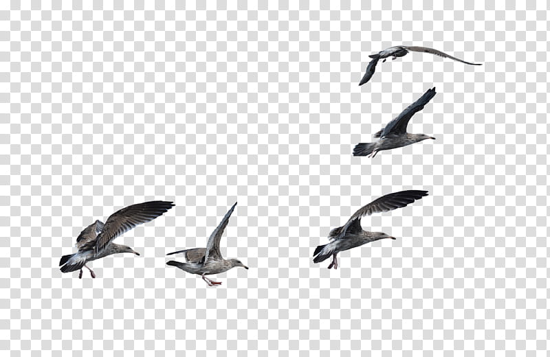 Flock of Seagulls Landing , six gray birds flying transparent background PNG clipart