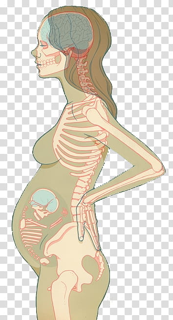 Anatomy v , pregnant woman skeleton illustration transparent background PNG  clipart