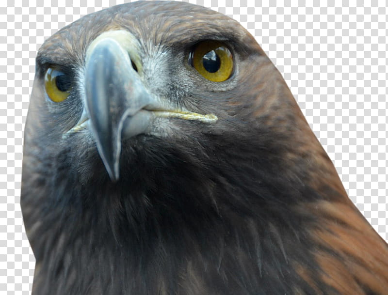 Falcon set of  s, gray eagle transparent background PNG clipart