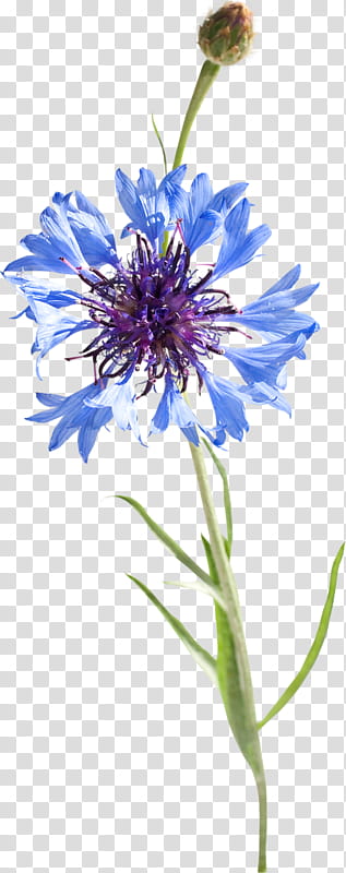Blue Watercolor Flowers, Watercolor Painting, Cornflowers, Pintura A La Acuarela, Drawing, Cornflower Blue, Artist, Plant transparent background PNG clipart