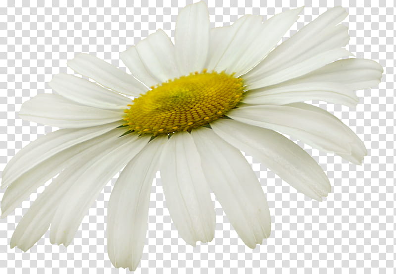 Chamomile, white daisy flower transparent background PNG clipart