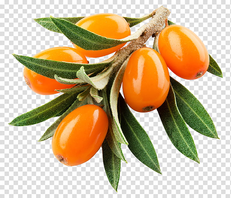 Orange Flower, Seaberry, Sea Buckthorn Oil, , Herb, Superfood, Ingredient, Vitamin C transparent background PNG clipart