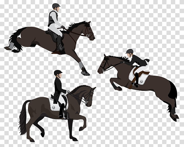 Horse Horse, Stallion, Equestrian, Hunt Seat, Pony, Dressage, Rein, Polo transparent background PNG clipart