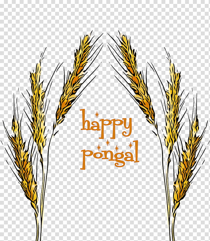 Wheat, Plant, Elymus Repens, Yellow, Grass Family, Food Grain, Poales, American Larch transparent background PNG clipart