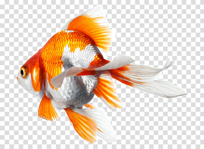 Lion, Goldfish, Infant, Closeup, Pencil, Color, Personal Identification Number, Feeder Fish transparent background PNG clipart